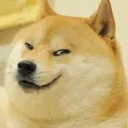 dogesneaky