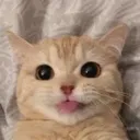 tongue