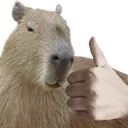 Capyyes