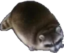 TrashPanda TrashPanda