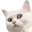 Catnani catnani Discord Emoji