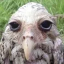 weedbird