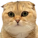 LouieCareFace
