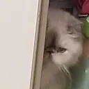 dumbling_peek