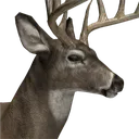Whitetail