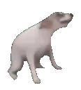 bowbho