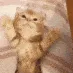 tuckingincat