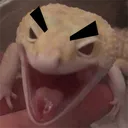 madgecko