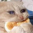 sadCatNom2