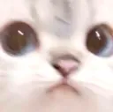 ConcernedCat