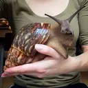 BigSnail