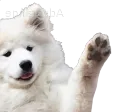 dog_wave