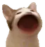 Catpog catpog Discord Emoji