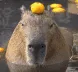 FR0GE_CapybaraChill