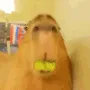 FR0GE_CapybaraOkAnd