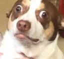 dogconcern Discord emoji