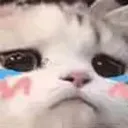 Sadcat
