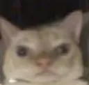 oogy