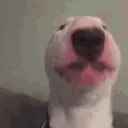 woltor