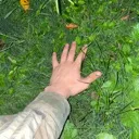 A_Christouchgrass A_Christouchgrass