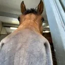 horse_snout