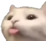 Cat_P