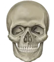 skull