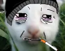 kotoomer