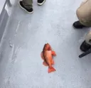 trout trout