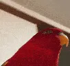 birbStare birbStare
