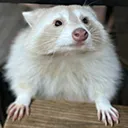TPcurio