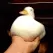 ducc
