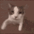PL_CatHug