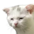 mslovelyAtwhatcost