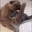 cate cate