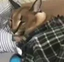 Floppa_Sleepy