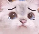 CatCry