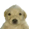 perrojotchua perrojotchua