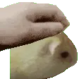 dieter_pat