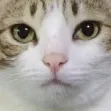 Pogo