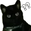 catwhat