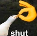 shut shut