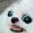 wotdog Discord emoji