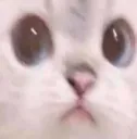 CatTense