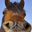 neighenstein