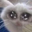SadCatto