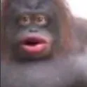 SB_MonkeShock
