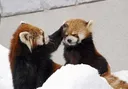 Boop Boop