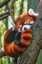 verysleepy verysleepy