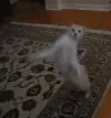 c_catnaenae